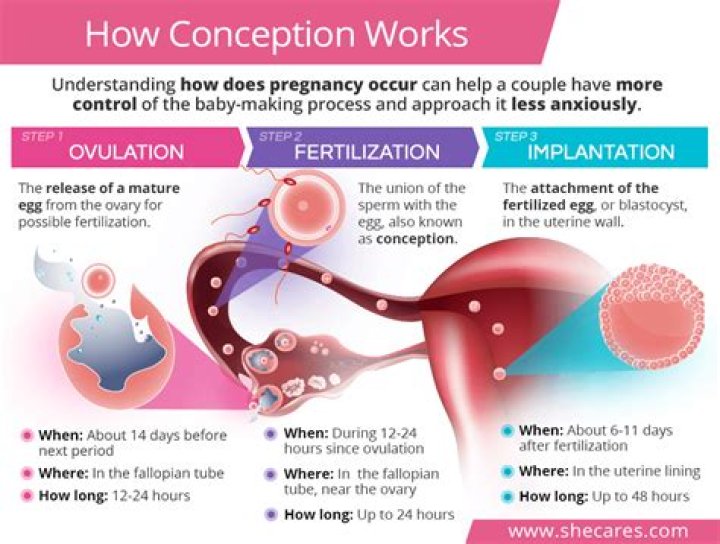 What happens after ovulation if you are not pregnant?