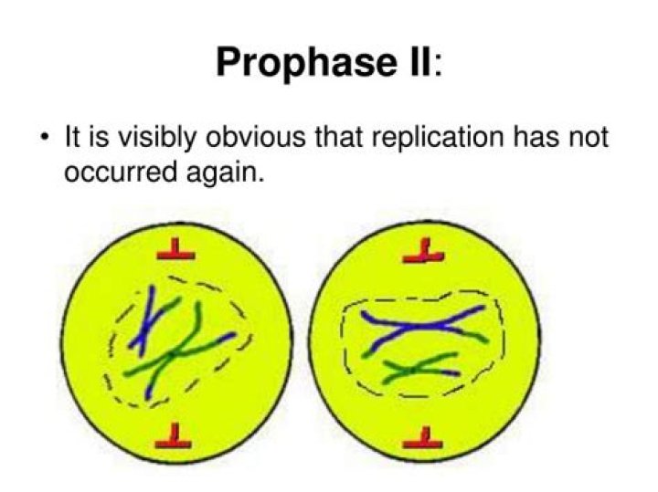 What happens during prophase II?