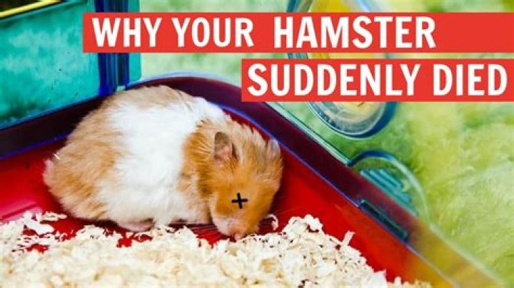 What happens if a hamster died?