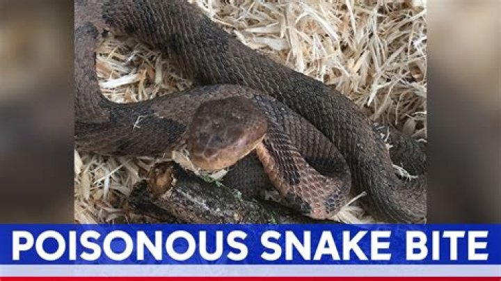 What happens if you get bit by a copperhead?