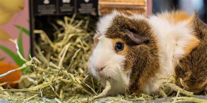 What hay is bad for guinea pigs?