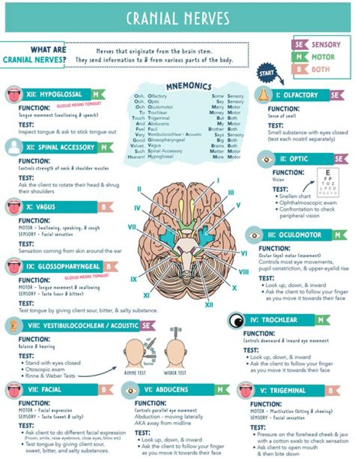 What helps nerves heal?