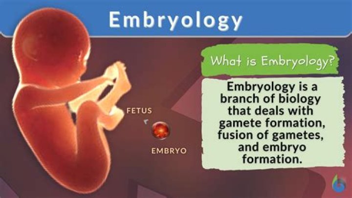 What is a embryo in biology?
