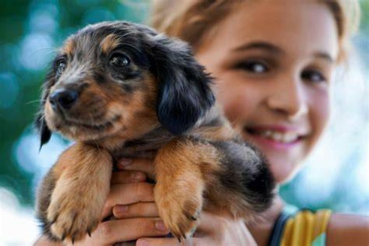 What is a good pet for a 6 year old?