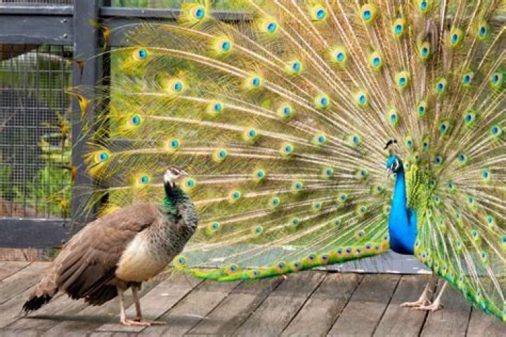 What is a peacock in a relationship?