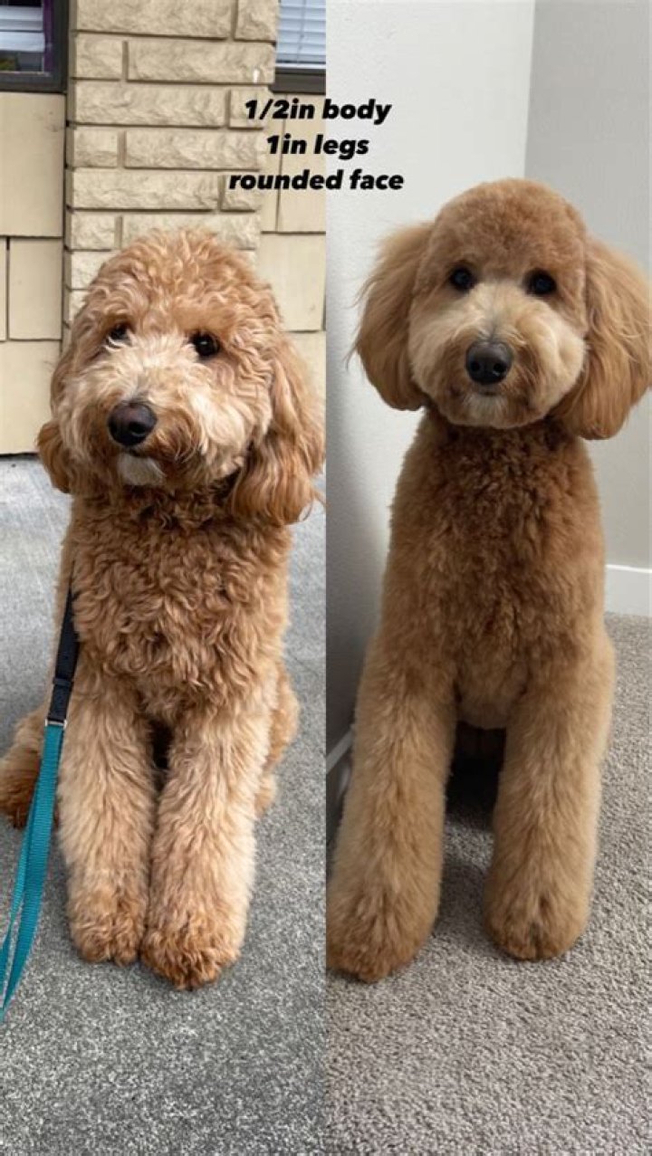 What is a teddy cut?