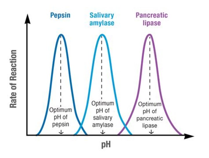 What is an optimum span?