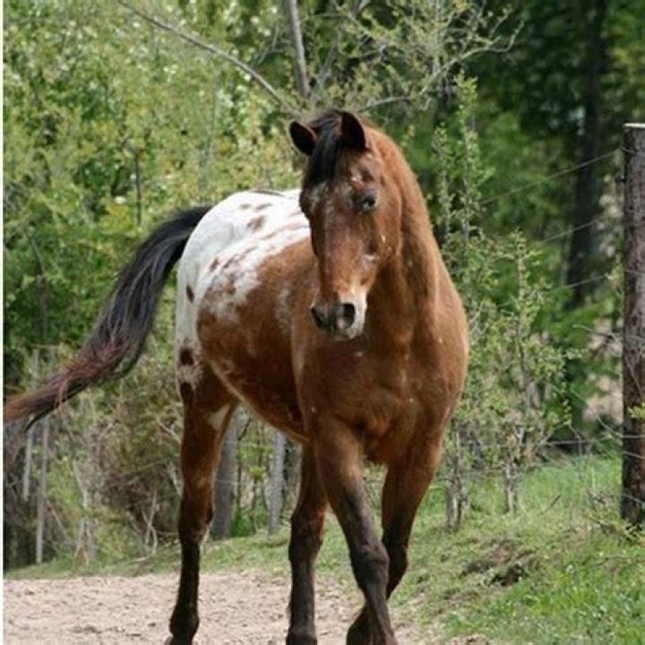 What is considered old for a horse?