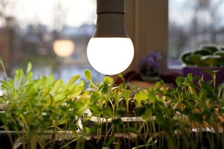 What is grow light bulb?