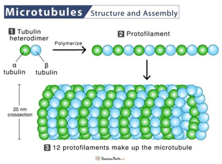 What is microtubules and its function?