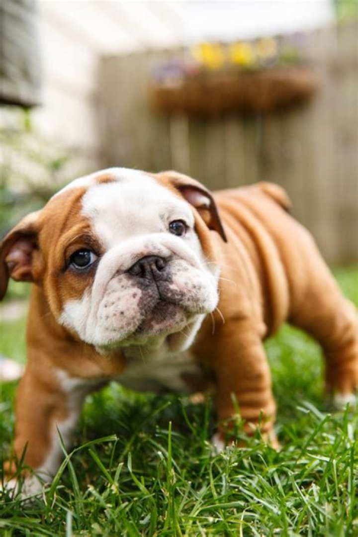 What is the best small family dog?