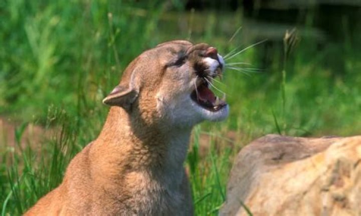 What is the bite force of a mountain lion?
