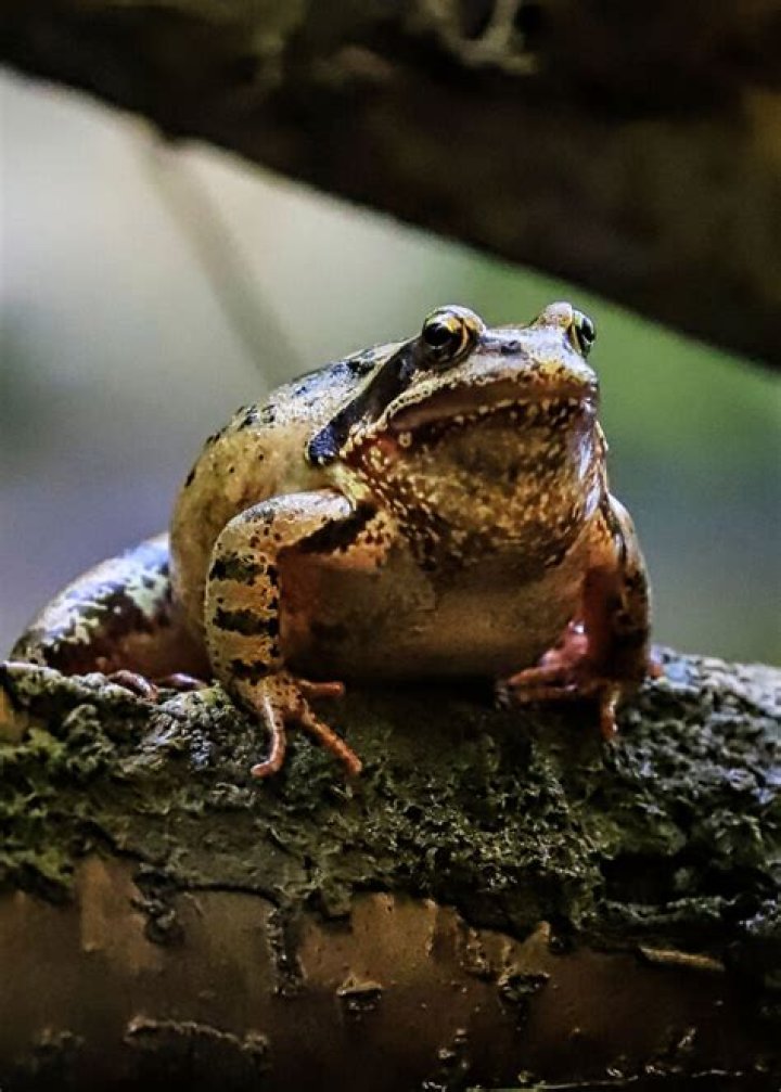 What is the full meaning of irate?