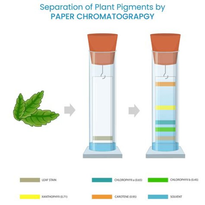 What is the importance of paper chromatography?