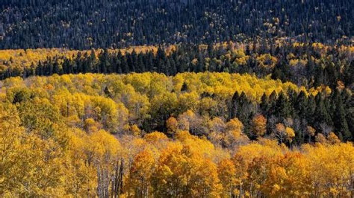 What is the largest forest in Canada?