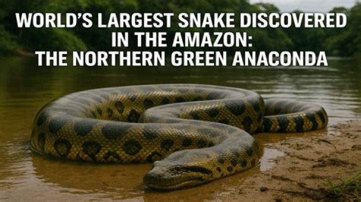 What is the largest snake in history?