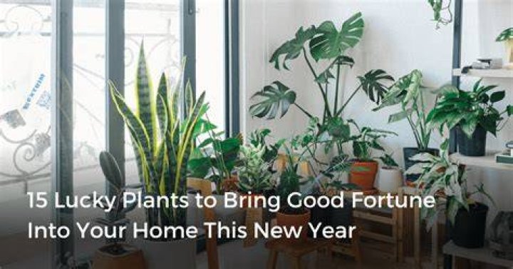 What is the luckiest indoor plants?