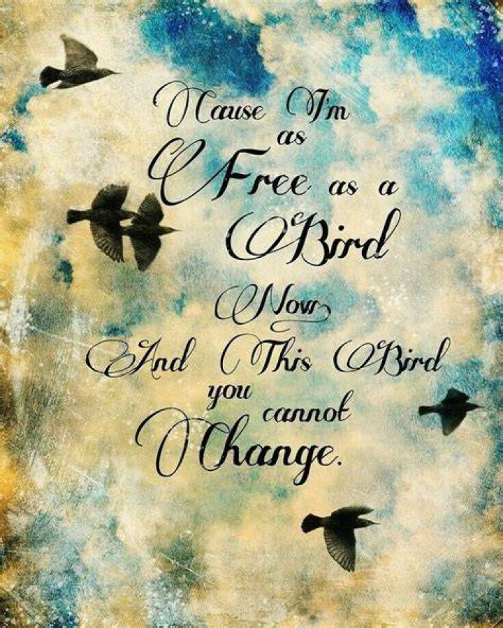 What is the meaning of as free as a bird?