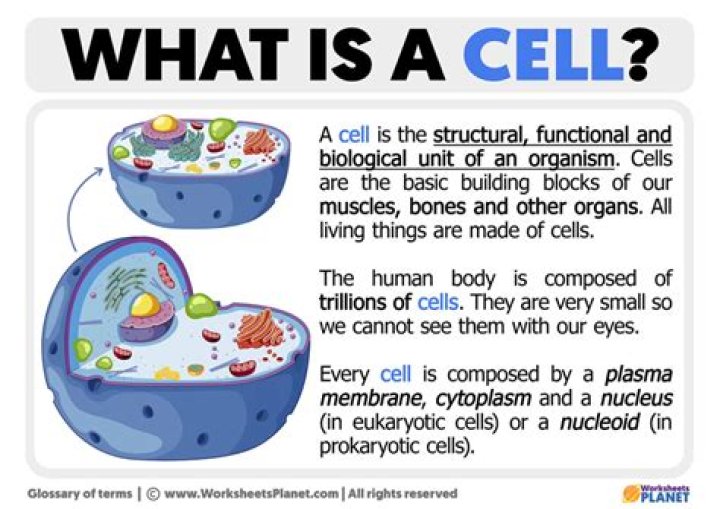 What is the most important cell structure and why?