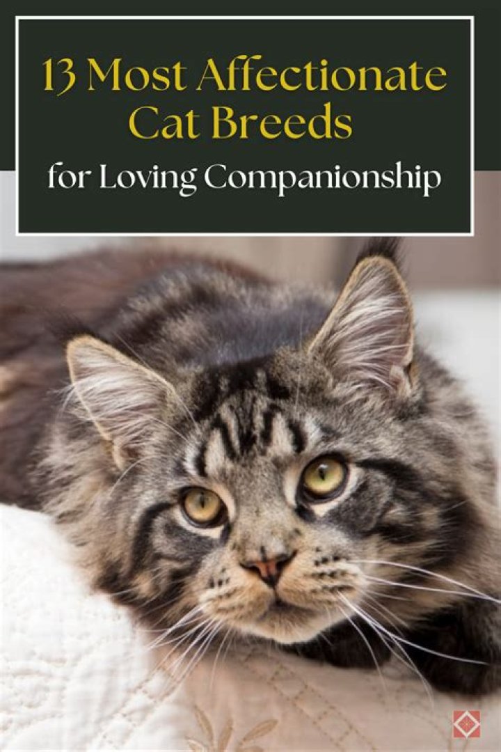 What is the most loving type of cat?