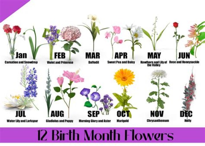 What is the most popular birth month?
