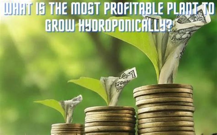What is the most profitable plant to grow?