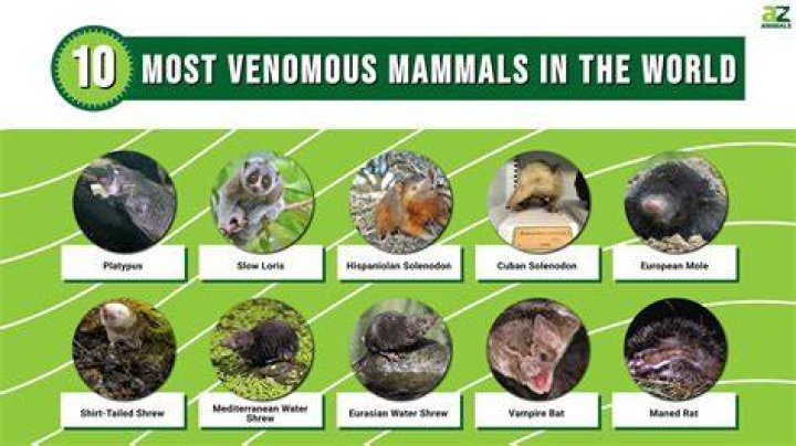 What is the most venomous animal in the world?