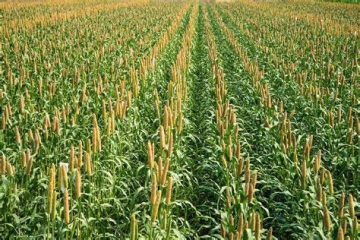 What is the number 1 crop in the world?