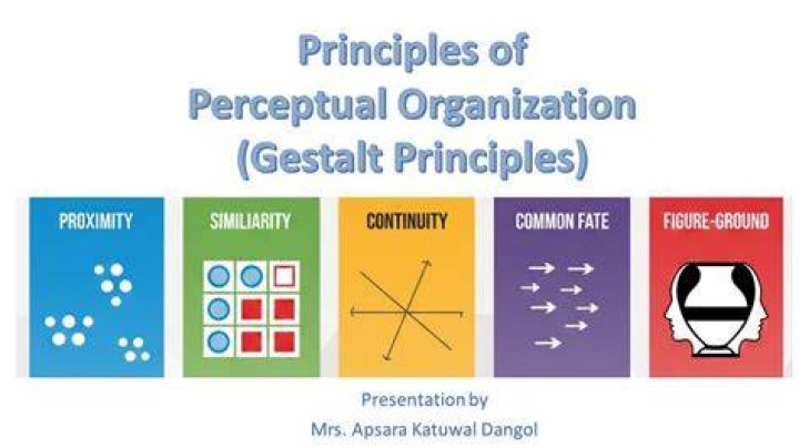 What is the principle of perceptual organization?