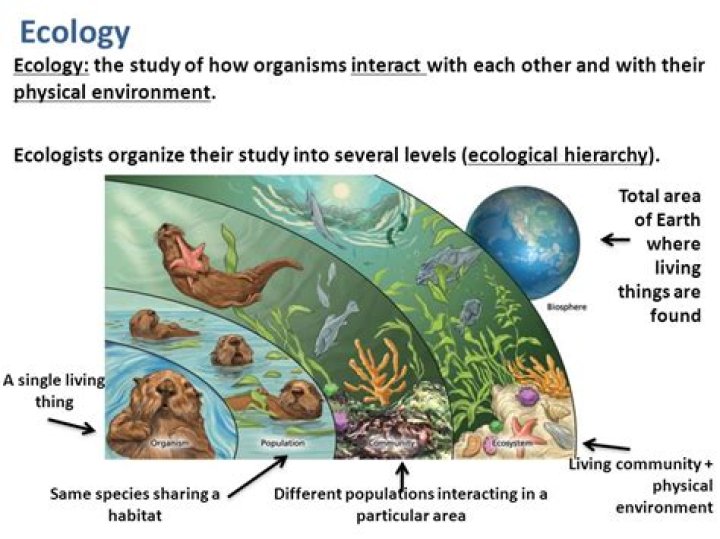 What is the study of ecology called?