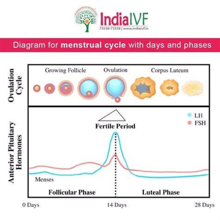 What is the tail period?