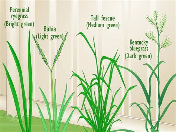 What kind of grass should I plant in my horse pasture?