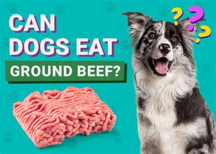 What kind of meat is best for dogs?