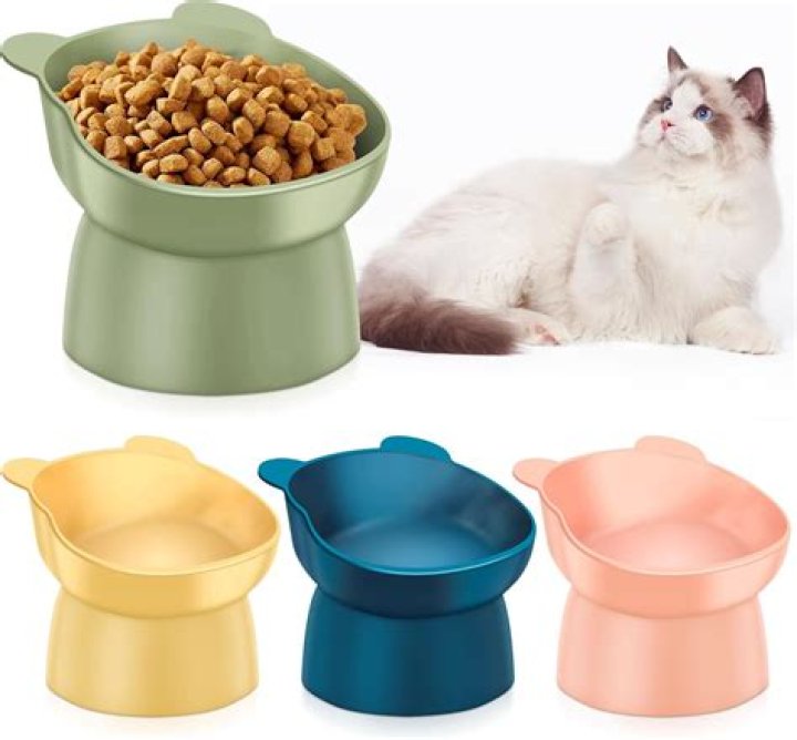 What kind of water bowl is best for cats?