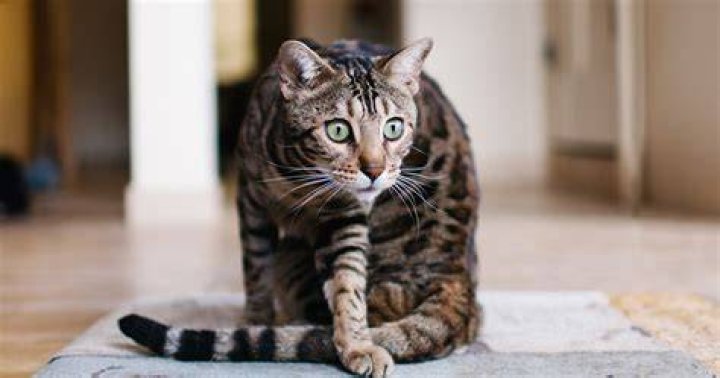 What makes a cat go blind?