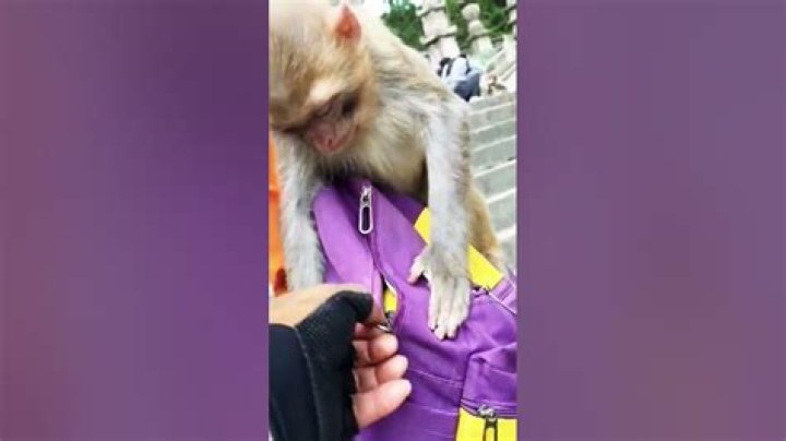What makes a monkey special?