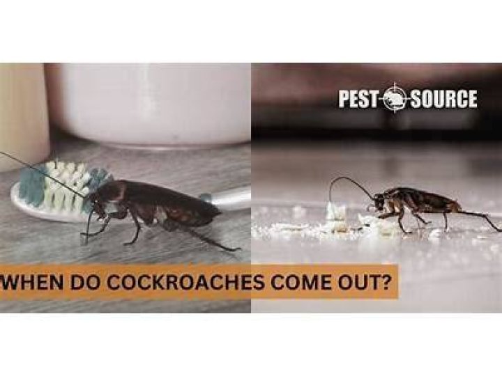 What month do cockroaches come out?