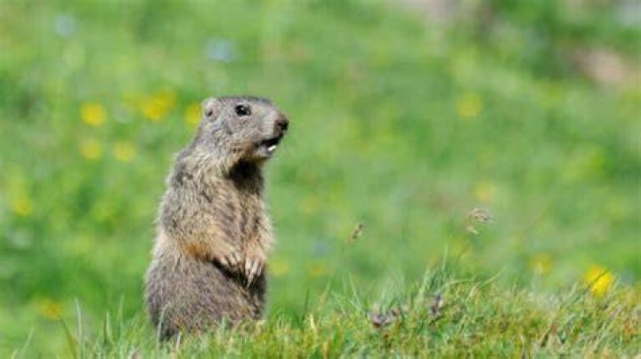 What month do groundhogs come out?