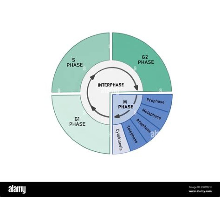 What part of interphase is regarded as the most important and why?