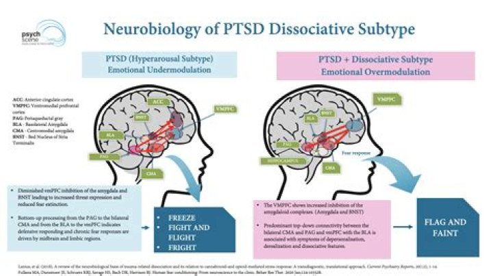 What part of the brain is affected by CFS?