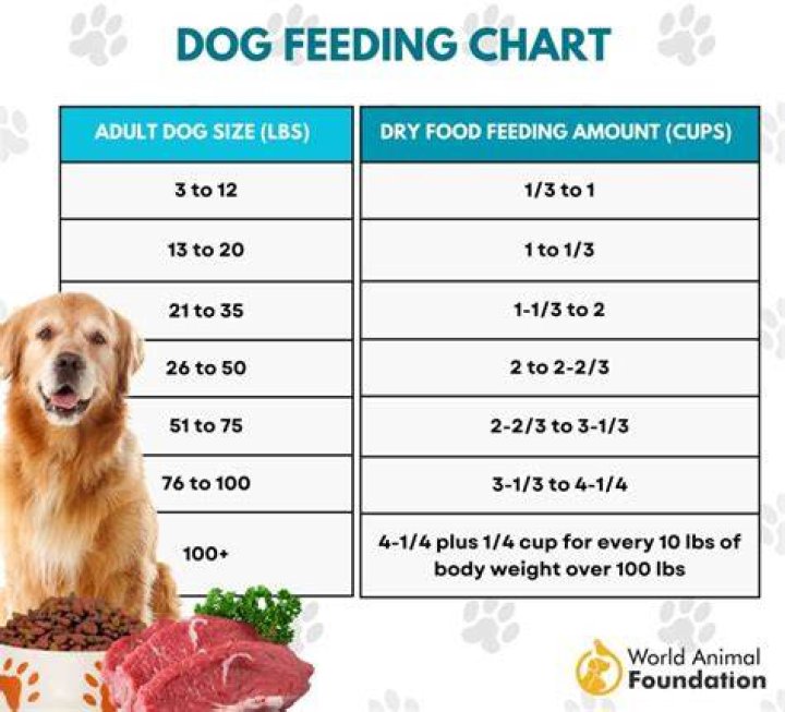 What should I feed my dog after vomiting?