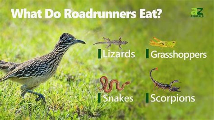 What states do roadrunners live in?