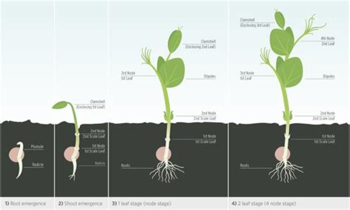 What stimulates plant growth?