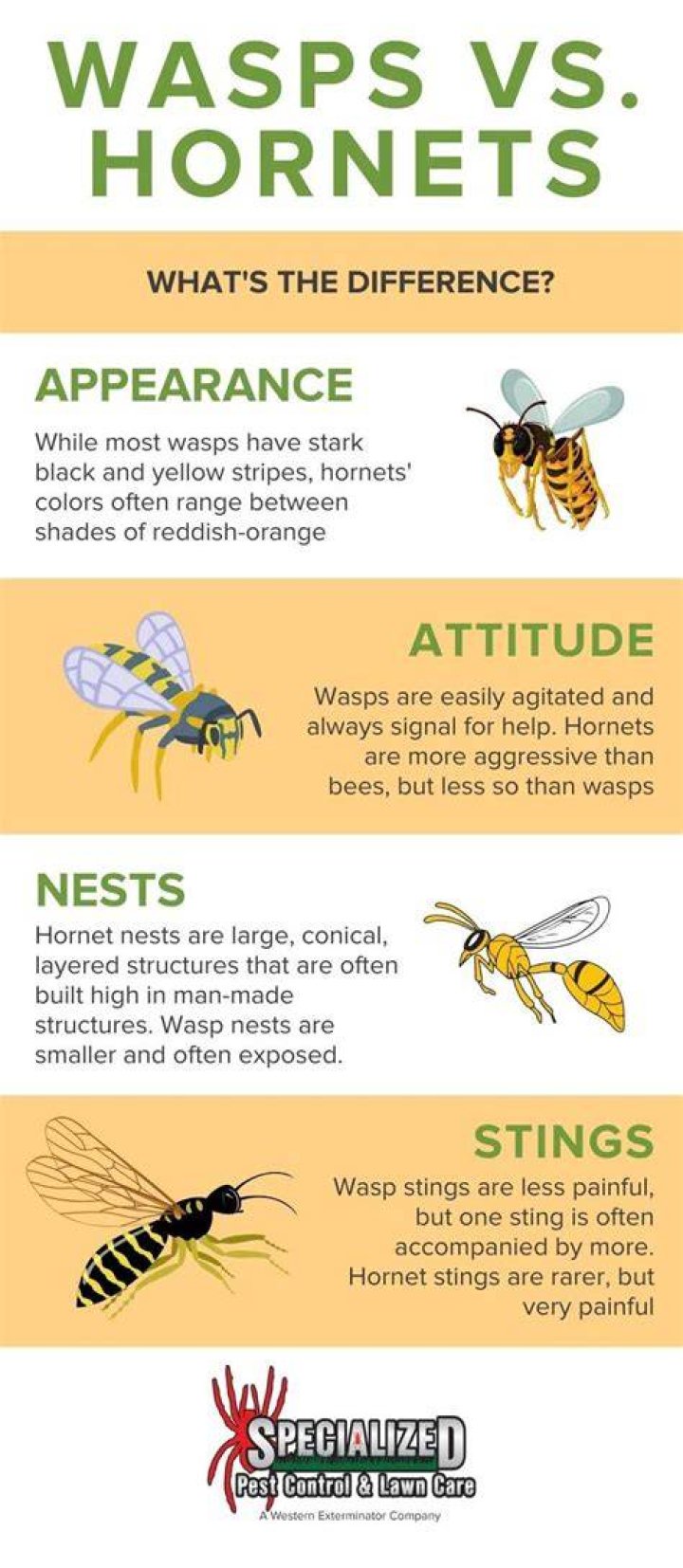 What time of day are wasps most aggressive?