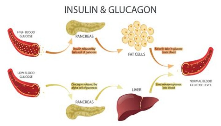 What triggers fat-burning?