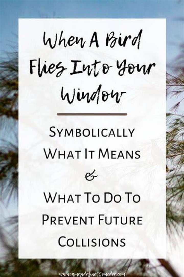 When a bird flies into your window?