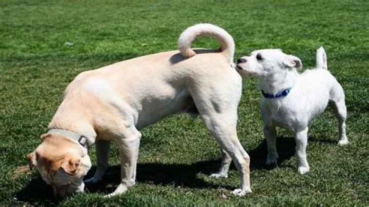 When should a dog's last walk be?