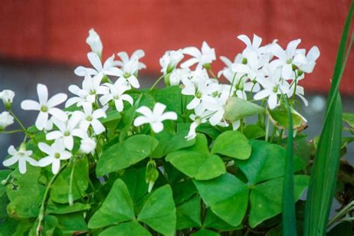 When should I prune my inch plant?