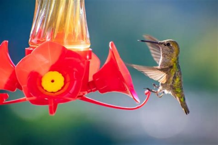 When should you take down hummingbird feeders?