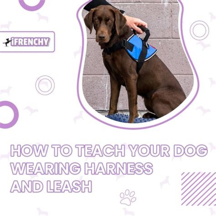 When should your dog wear a harness?